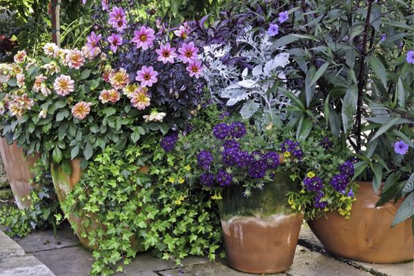 Patio - Cold Hardy Plants with vibrant flowers in terracotta pots on stone-paved surface