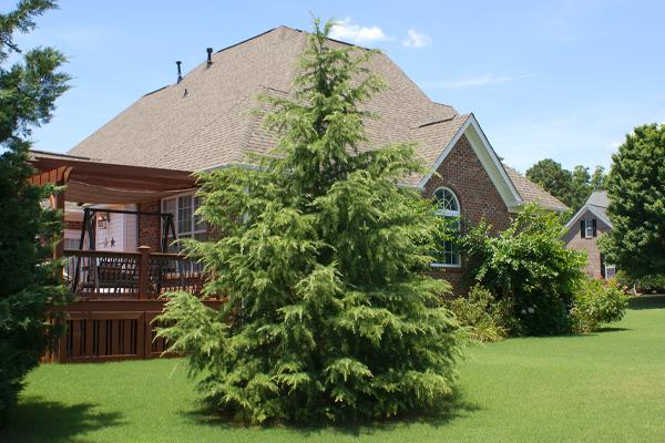 Cedar Trees adorning a lush yard by a brick house with a deck