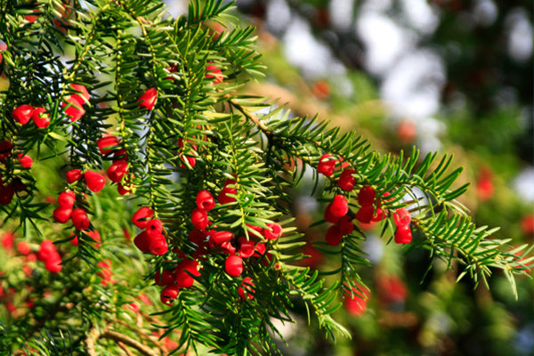 Lush Yew Trees and Shrubs with vibrant red yew berries