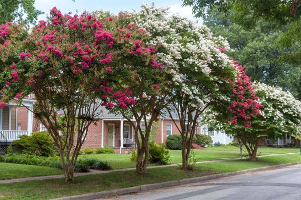 Crape Myrtle Trees