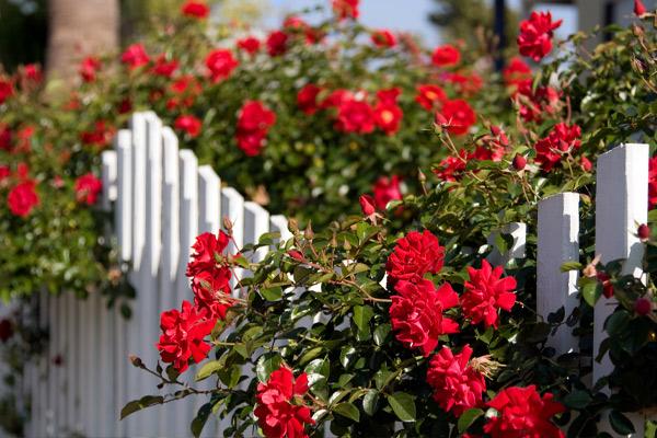 Vibrant red Disease Resistant Roses in full bloom