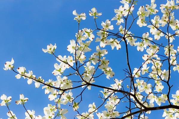 Dogwood Trees