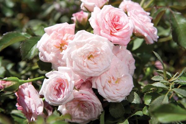 Drift Roses in full bloom with light pink petals