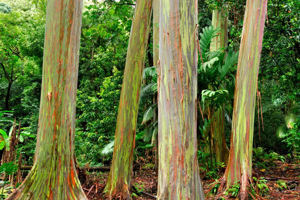 Eucalyptus Trees