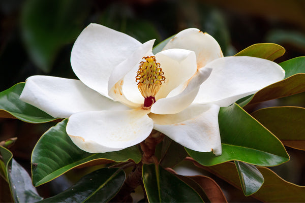 Flowering Trees for Florida with white magnolia bloom surrounded by green leaves