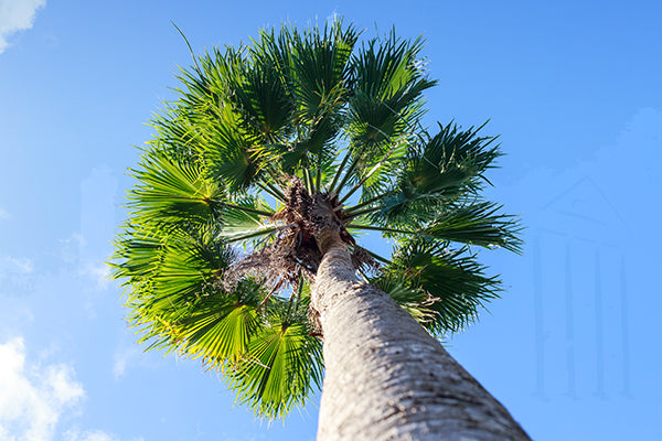 Fast Growing Trees for Florida