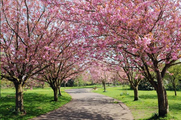 Flowering Cherry Trees