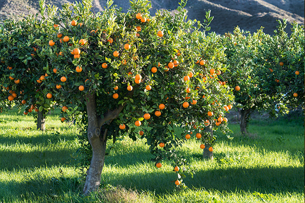 Lush Fruit Trees for Florida thriving with ripe oranges ready for harvest