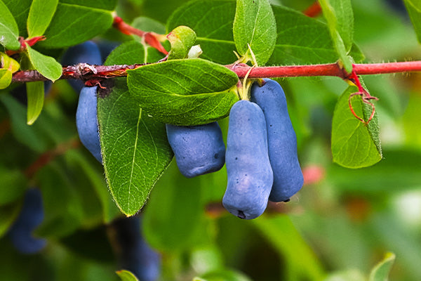 Ripe blue Honeyberries on branch with lush green leaves