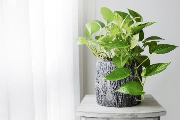 Air Purifying House Plants