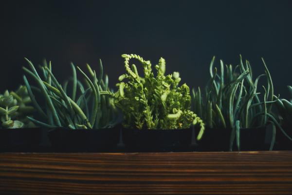 Low Light House Plants