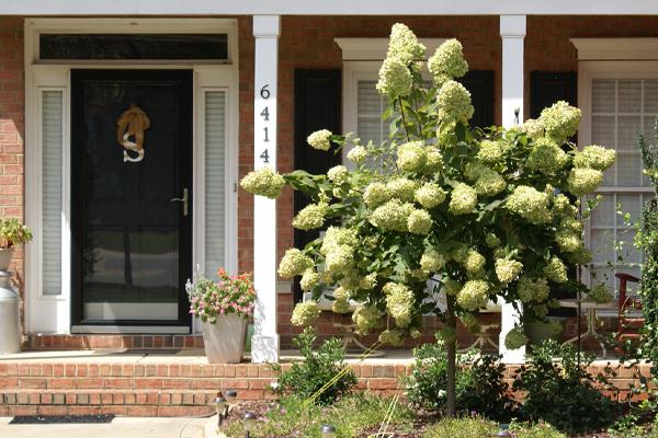 Lush Hydrangea Trees with white blooms near a home’s entrance