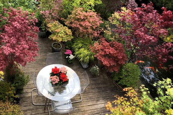 Japanese Maple Trees