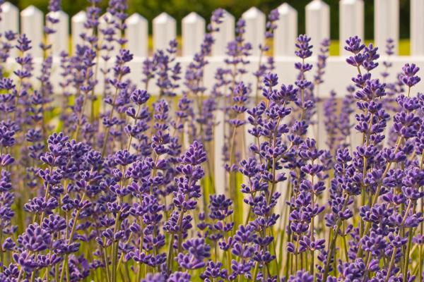 Lavender Plants