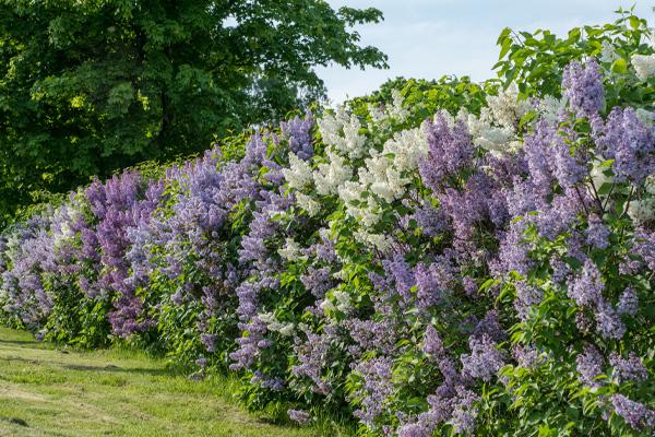 Lilac Shrubs and Trees