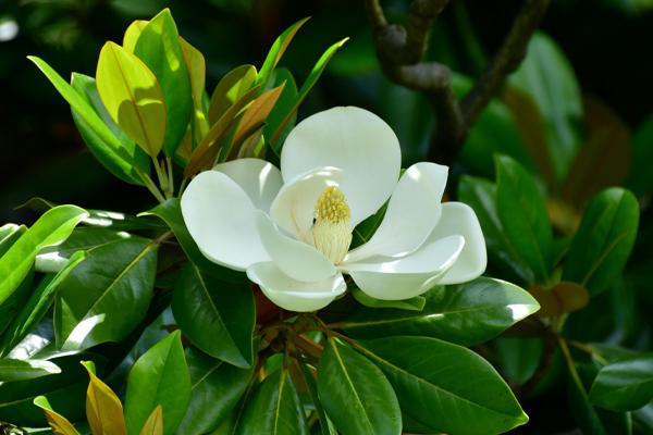 magnolia trees