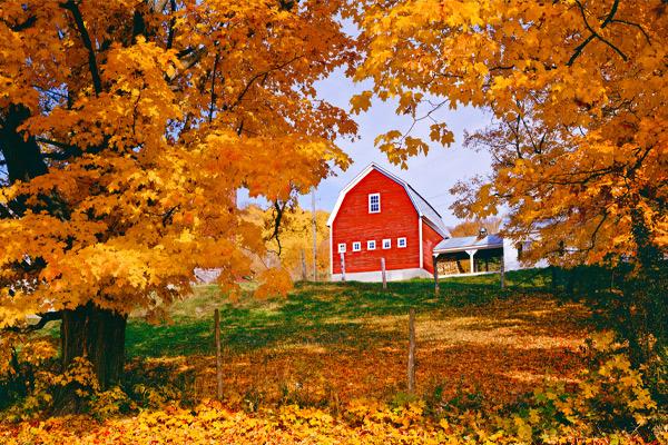 Maple Trees showcasing vibrant yellow foliage around red barn in fall