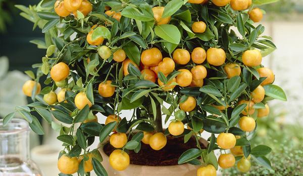 Citrus Trees for California and Louisiana ONLY