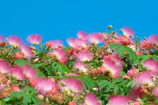 Mimosa trees