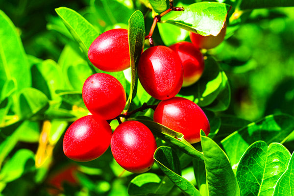 Bright red Miracle Berry fruits amidst vibrant green leaves