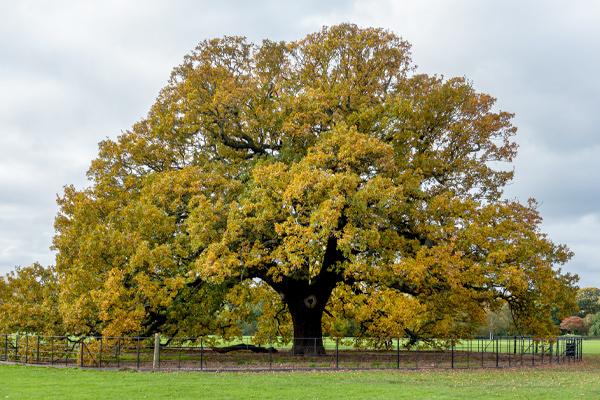 Oak Trees