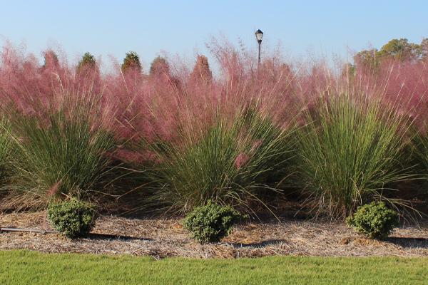 Ornamental Grasses