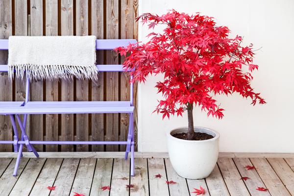 Vibrant red leafed Patio Plants in a white pot 