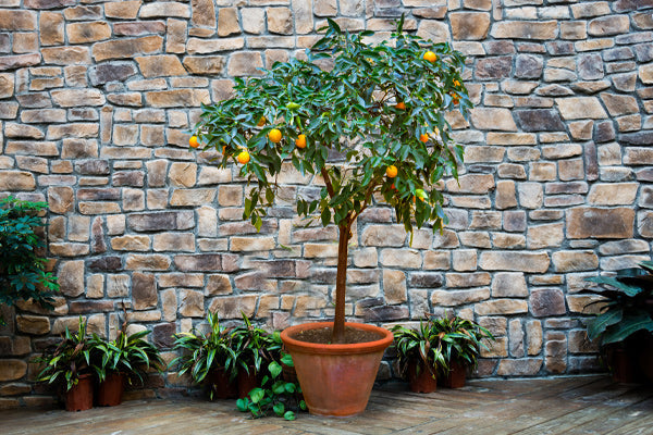 Patio fruit tree with ripe oranges in pot against stone wall