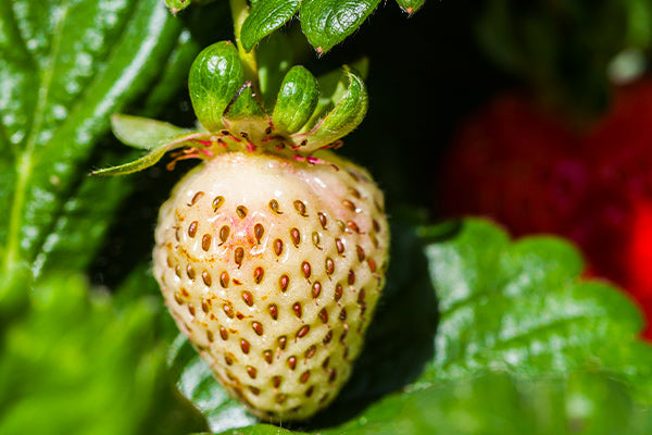 Close-up view of ripe Pineberries surrounded by green leaves