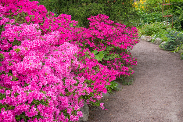 Pink flowering shrubs line a serene garden path