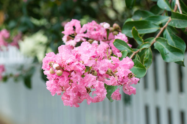 Pink Crape Myrtles