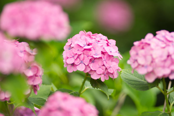 Pink Hydrangea in full bloom surrounded by lush green leaves