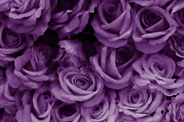 Vibrant Purple Roses in full bloom showcasing beauty and elegance