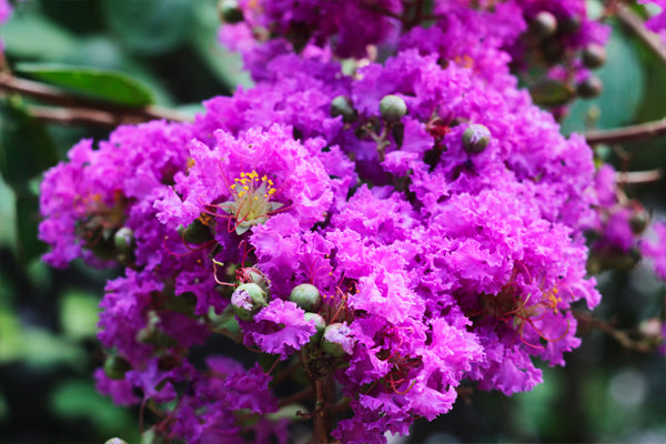 Purple Crape Myrtles