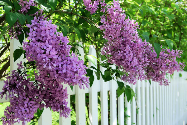 Purple Flowering Shrubs with lush lilac blooms by a white fence