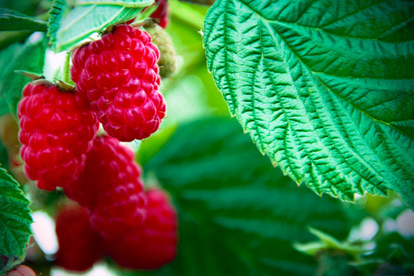 Ripe red raspberries on Raspberry Bushes with lush green leaves