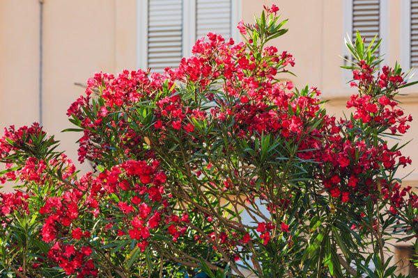 Vibrant red flowering shrubs with green leaves