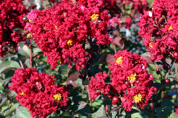 Red Crape Myrtles