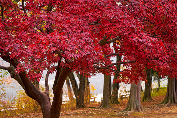 Vibrant red leaves of Maple Trees with Red or Orange Fall Color in a serene park setting
