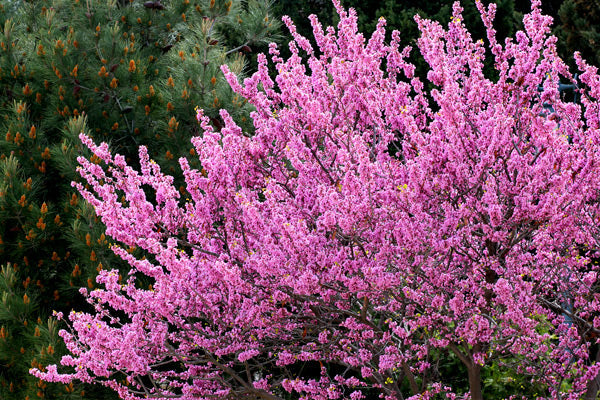 Redbud Trees