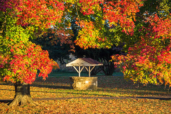 Shade Trees for Florida surrounding a well in vibrant autumn colors