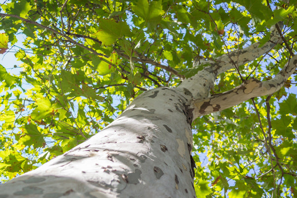 Sycamore trees