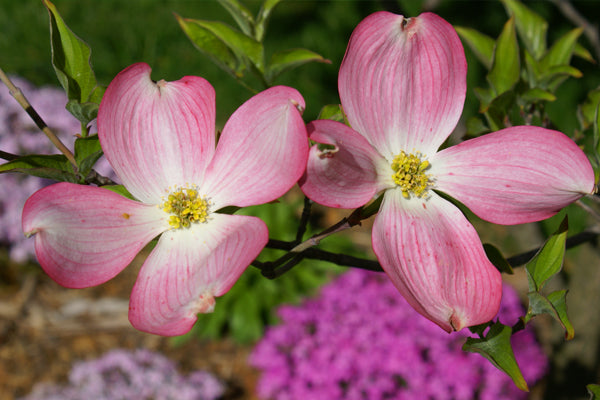 Trees with Pink Flowers