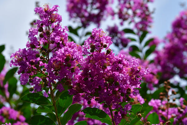 Trees with Purple Flowers