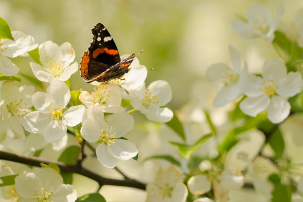 Trees with White Flowers