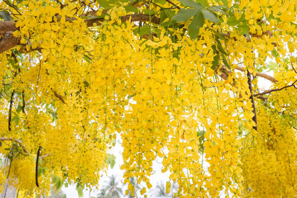 Trees with Yellow Flowers