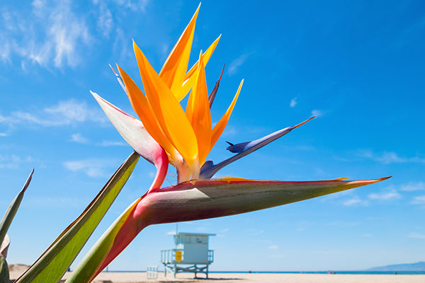 Vibrant Bird of Paradise a top choice among Tropical Plants for Florida blooms under clear blue sky