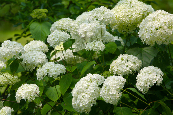 White Hydrangea flowers in full bloom surrounded by lush green leaves 