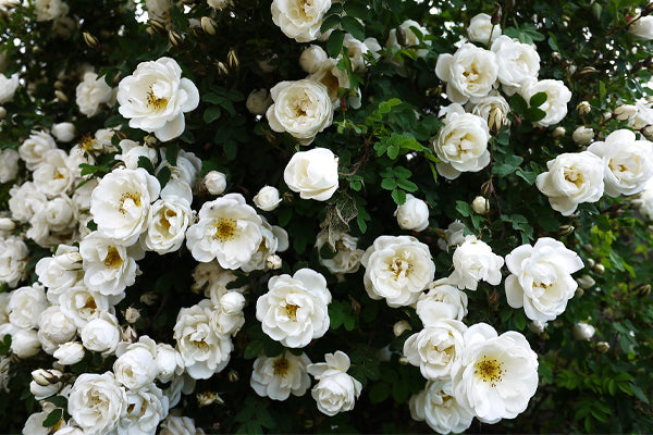 White Flowering Shrubs with blooming roses in vibrant greenery