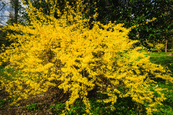 Yellow Flowering Shrubs in full bloom enhancing outdoor setting